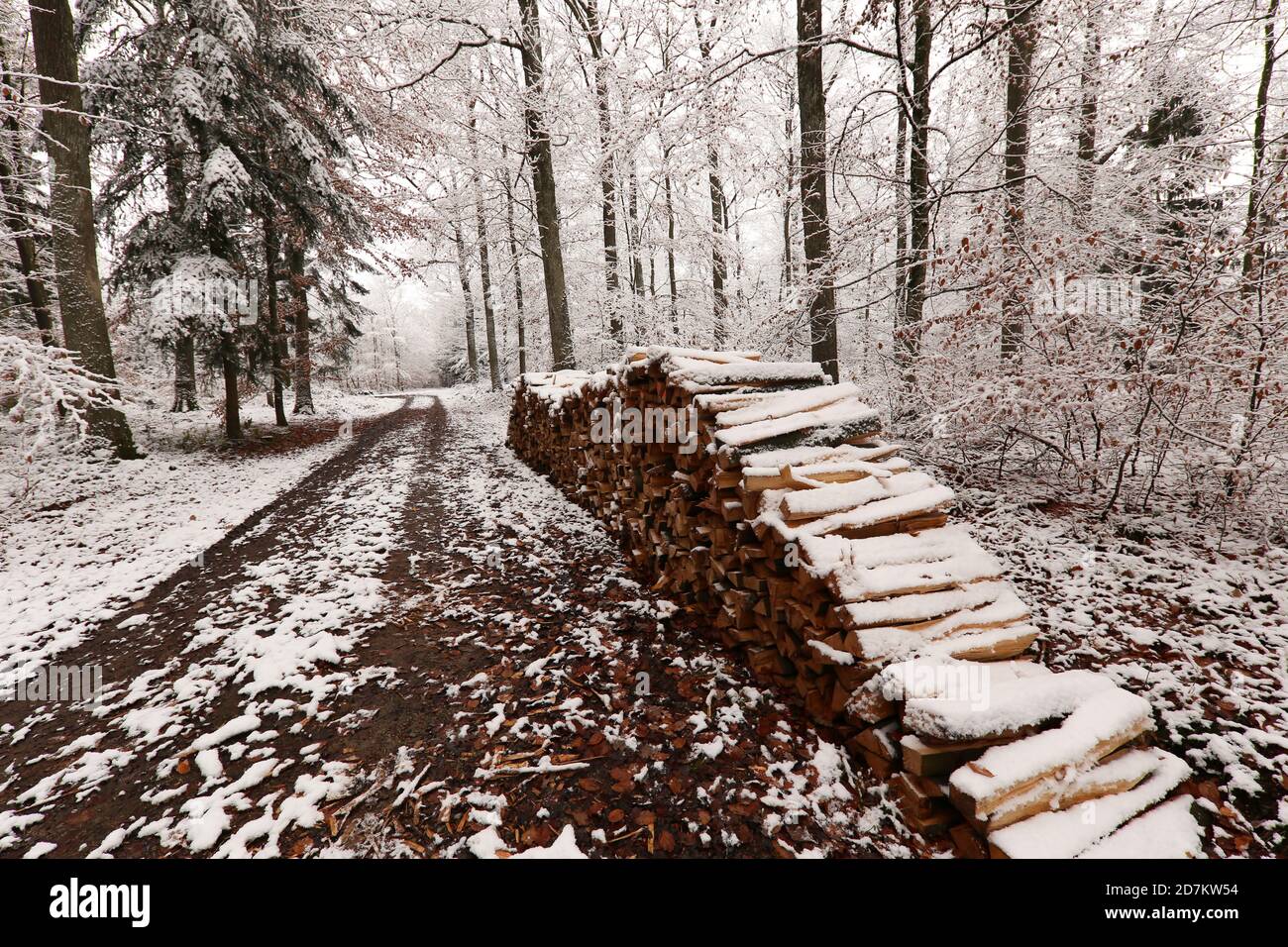 Nahaufnahme von Brennholz und eine Straße durch den Wald Bedeckt mit Schnee an einem Wintertag Stockfoto