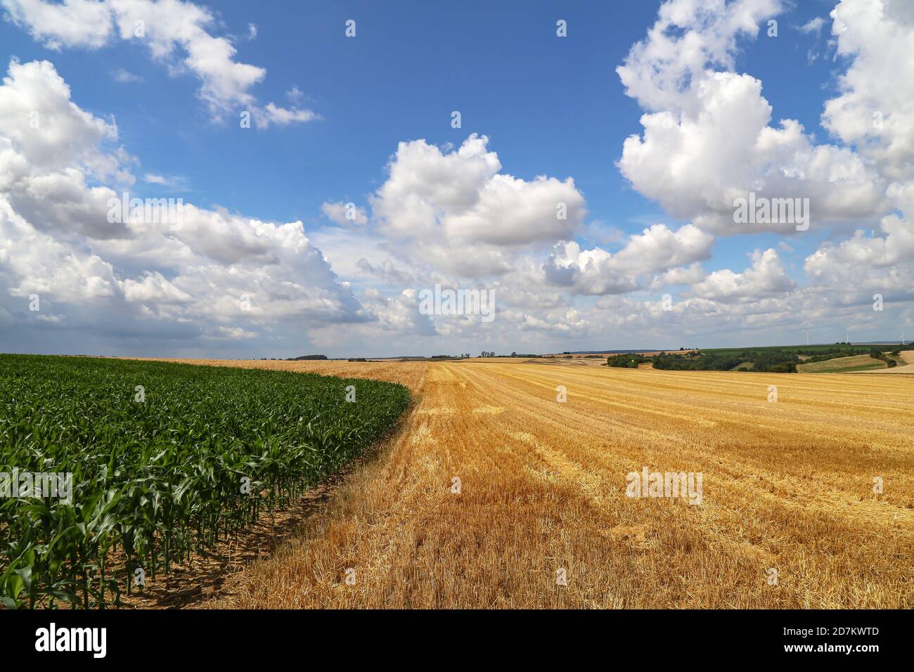Ländliche Landschaft mit gelben Felder der reifen Weizen Stockfoto