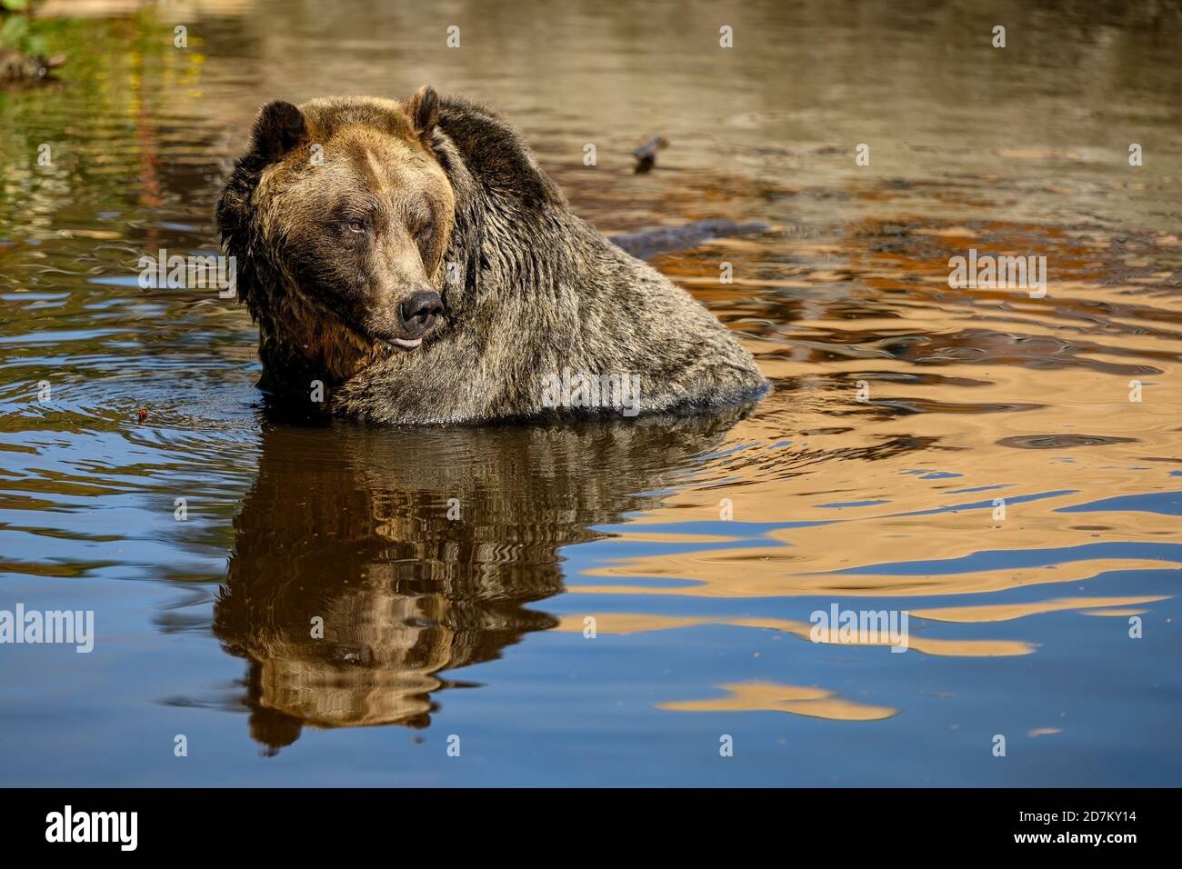 Männlicher Grizzly Bear (Ursus arctos horribilis), der sich im Fluss spiegelt, während er in der Küstenregion British Columbia bei Bella Coola, Kanada, anfischt Stockfoto
