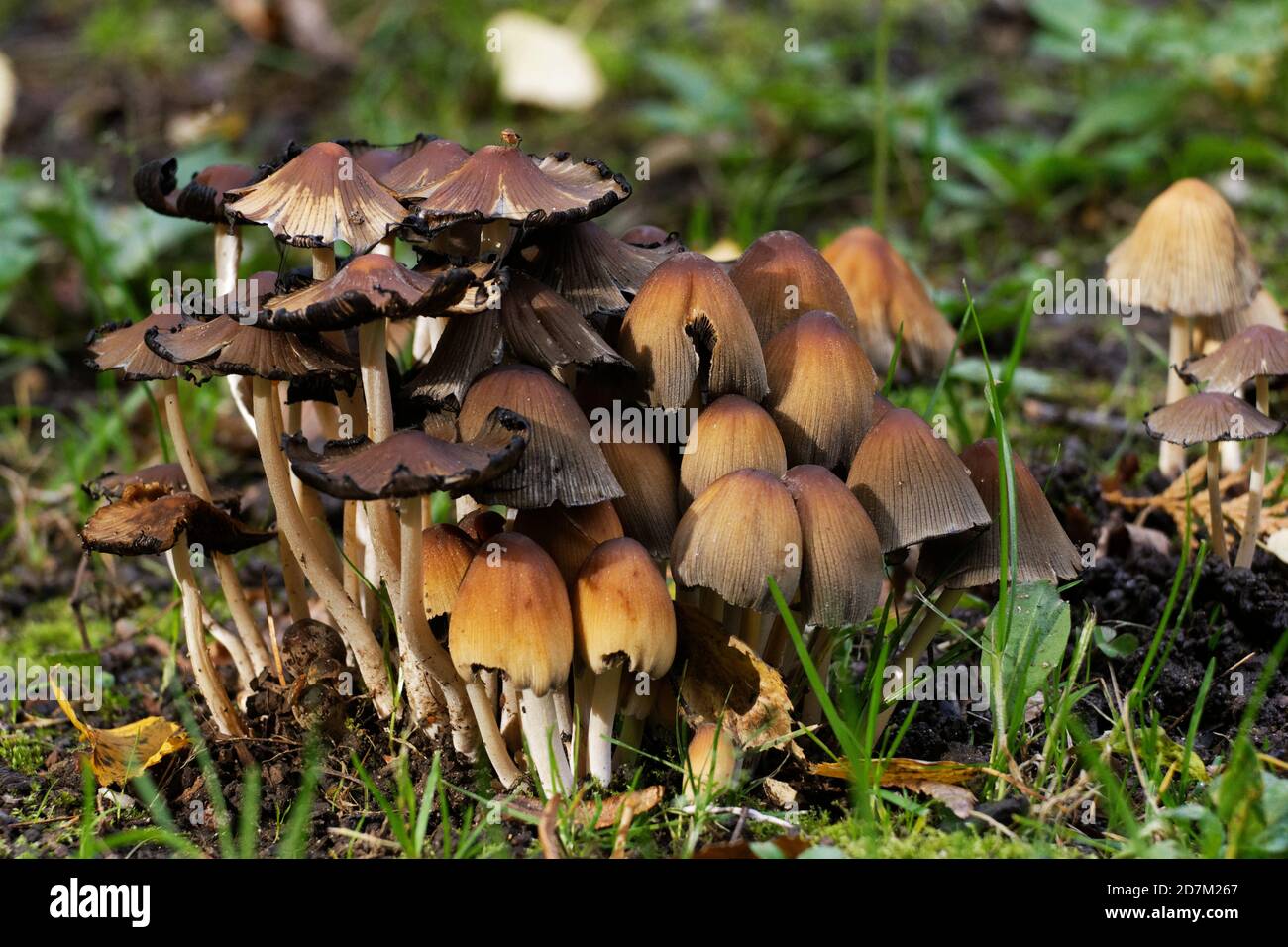 Eine Gruppe von braunen Pilzen auf einer Herbstwiese Stockfoto
