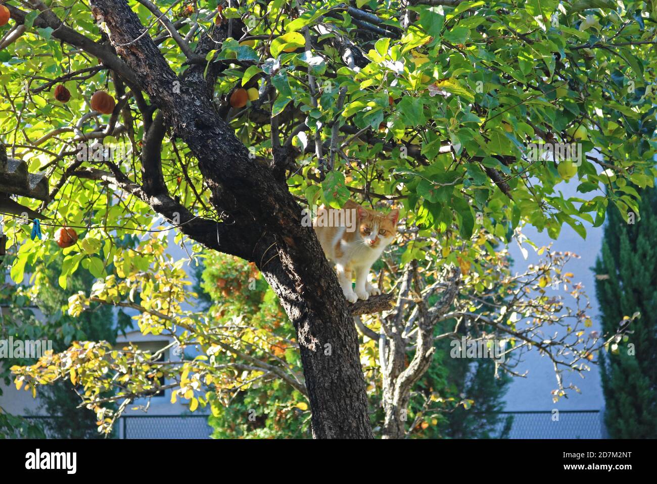 Ingwer weiße Katze im Herbstbaum Stockfoto