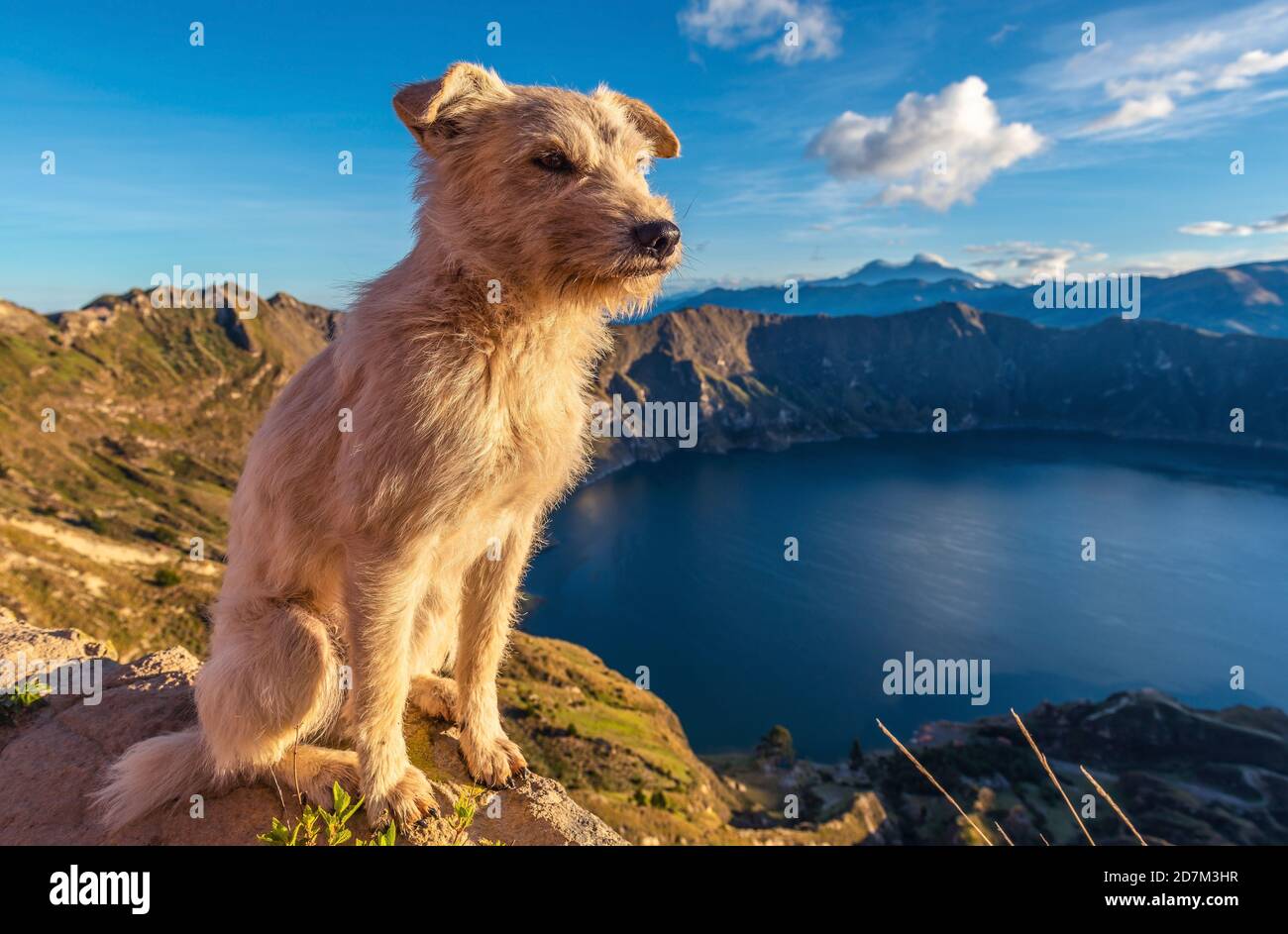 Hund vor der vulkanischen Quilotoa Lagune bei Sonnenaufgang, Quito Region, Ecuador. Stockfoto