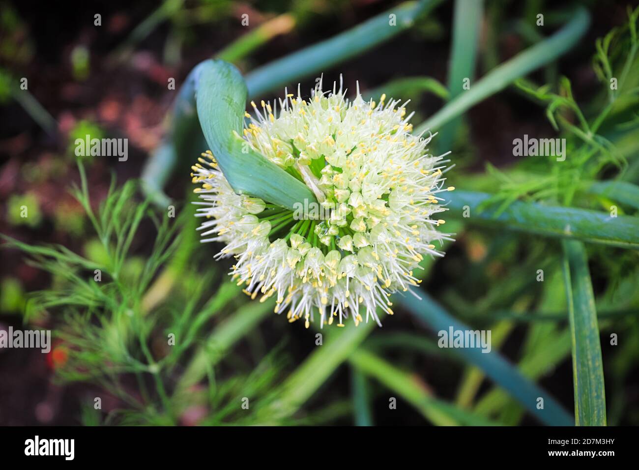 Die Draufsicht auf eine gedrehte Zwiebel-Blütenstand Stockfoto