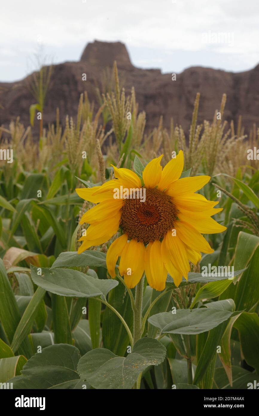 Sonnenblume (Helianthus annuus), wächst in der Nähe der Ruinen der Großen Mauer, Provinz Gansu, China 19 Aug 2011 Stockfoto