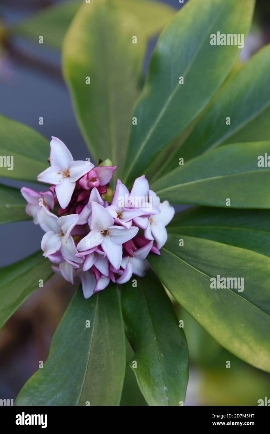 Daphne adora, die blassrosa blühende immergrüne Pflanze mit süßem Duft Stockfoto