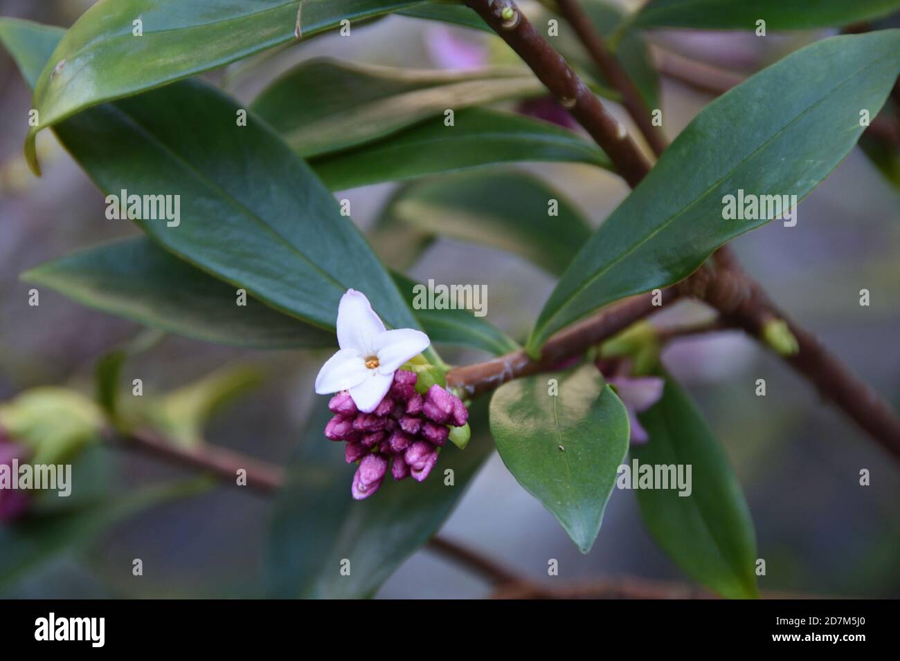Daphne adora, die blassrosa blühende immergrüne Pflanze mit süßem Duft Stockfoto