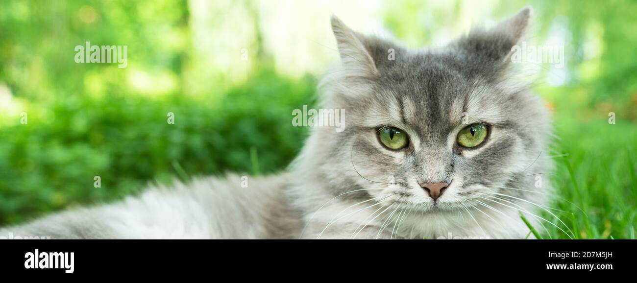 Katze mit grünen Augen und grauem Fell im Sommer Gras Outdoor Banner Panorama. Graue lange Haare Ragdoll mit grünen Augen.Katze mit grünen Augen und grauem Fell in Stockfoto