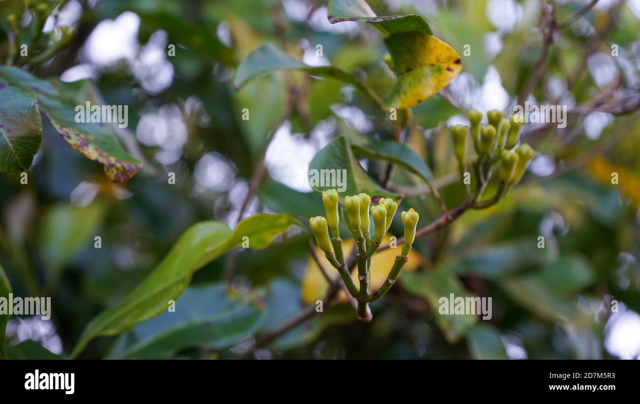 Nahaufnahme eines fruchtigen Nelkenbaums Stockfoto