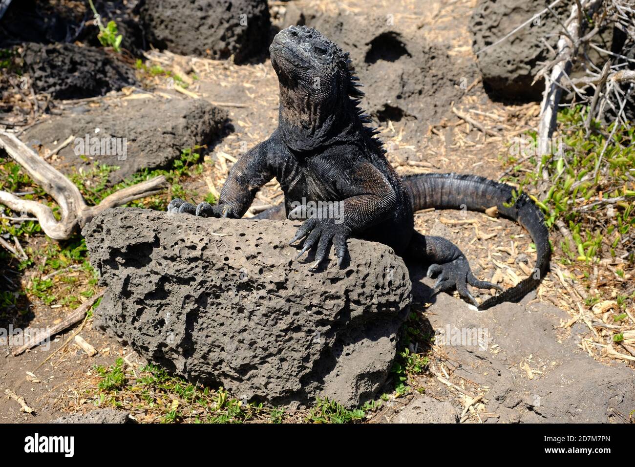 Ecuador Galapagos Inseln - San Cristobal Insel Marine-Leguane-Eidechse Sonnenbaden im Acantilado La Loberia Stockfoto