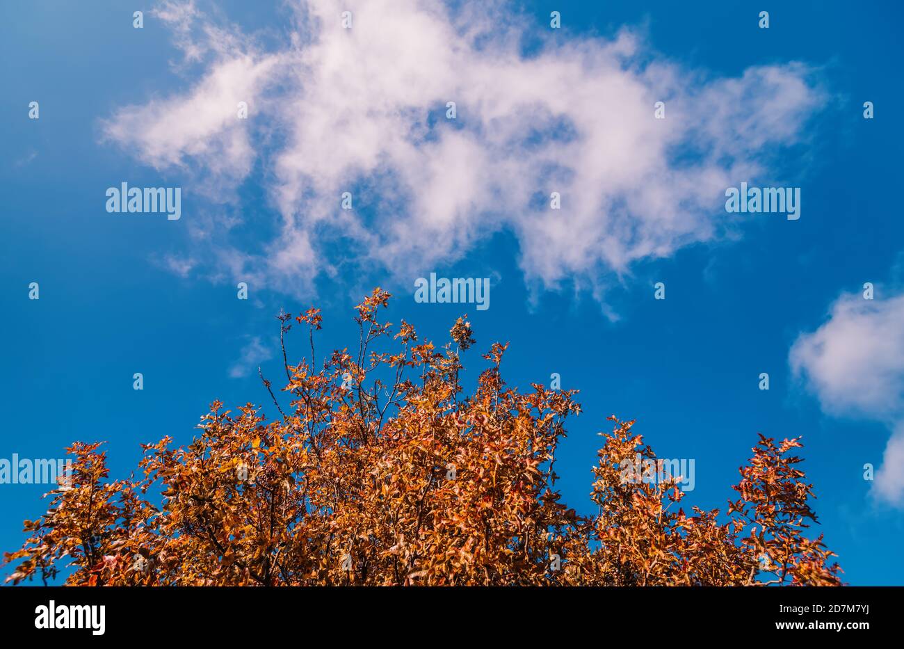 Rote und orange Blätter auf dem Baum mit blauem Himmel. Farbenfroher Herbst, heller wilder Traubenhintergrund. Abstrakte purpurrote, rote und orange Herbstblätter. Natürlich Stockfoto