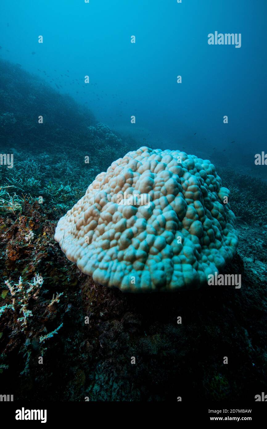 Gebleichte Korallen in Palau Stockfoto