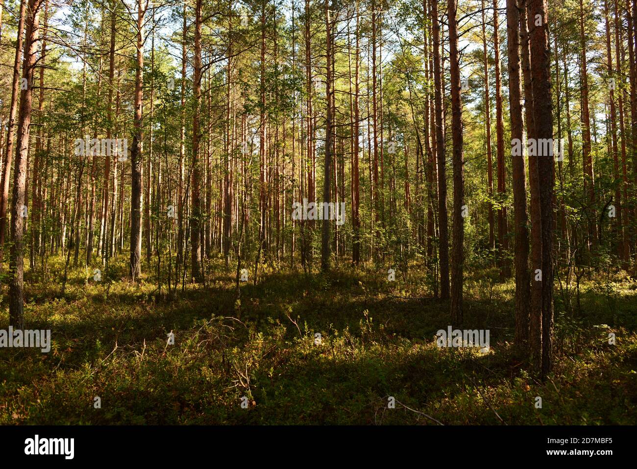 Kiefernwald in der Morgensonne auf einer Abdeckung von Wildpflanzen Stockfoto