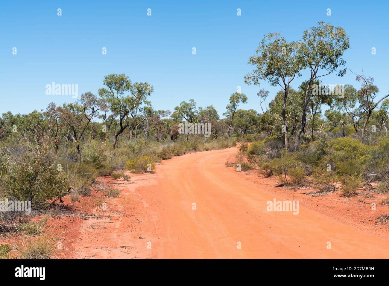 Rote Bodenstraße und blühende Eingeborene auf dem Weg zur Sawpit Gorge im White Mountains National Park, Queensland Stockfoto