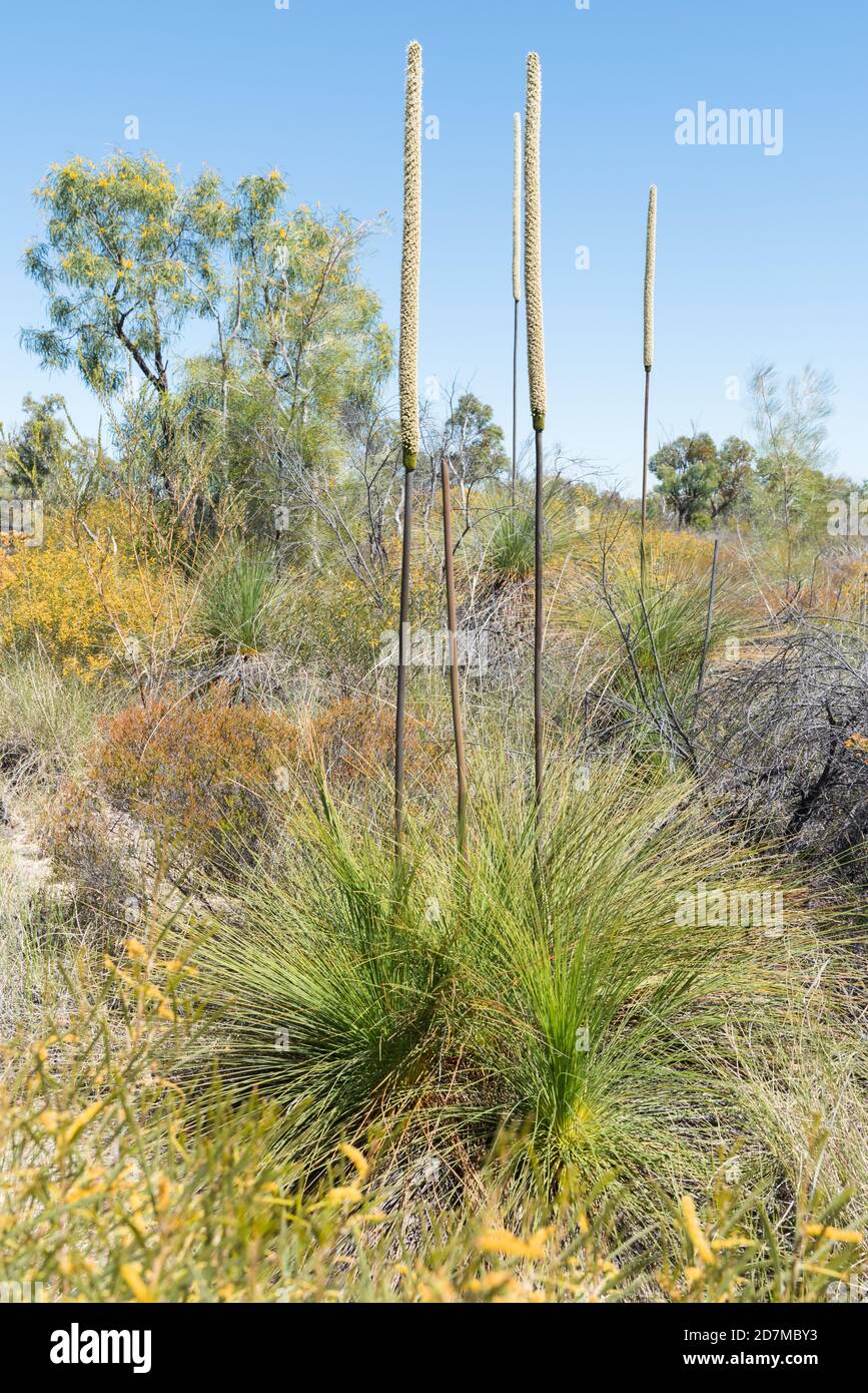 Australischer gebürtiger Xanthorrhoea johnsonii oder Grasbaum mit mehreren Blüten Stacheln im Buschland mit vielen blühenden Büschen und Wildblumen Stockfoto