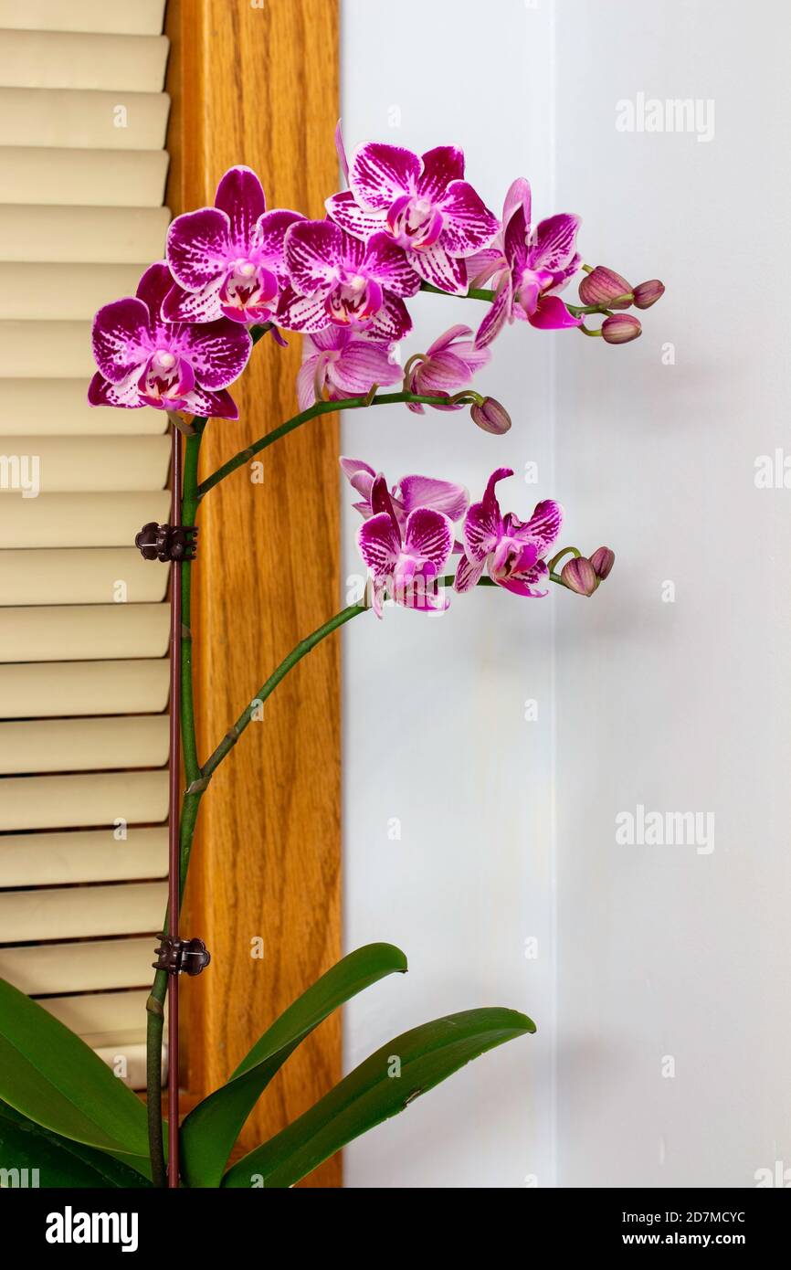 Nahaufnahme Textur Ansicht der schönen lila und weiß elegant Blütenblüten auf einer phalaenopsis Orchideenpflanze (Mottenorchidee) Mit weißem Hintergrund Stockfoto