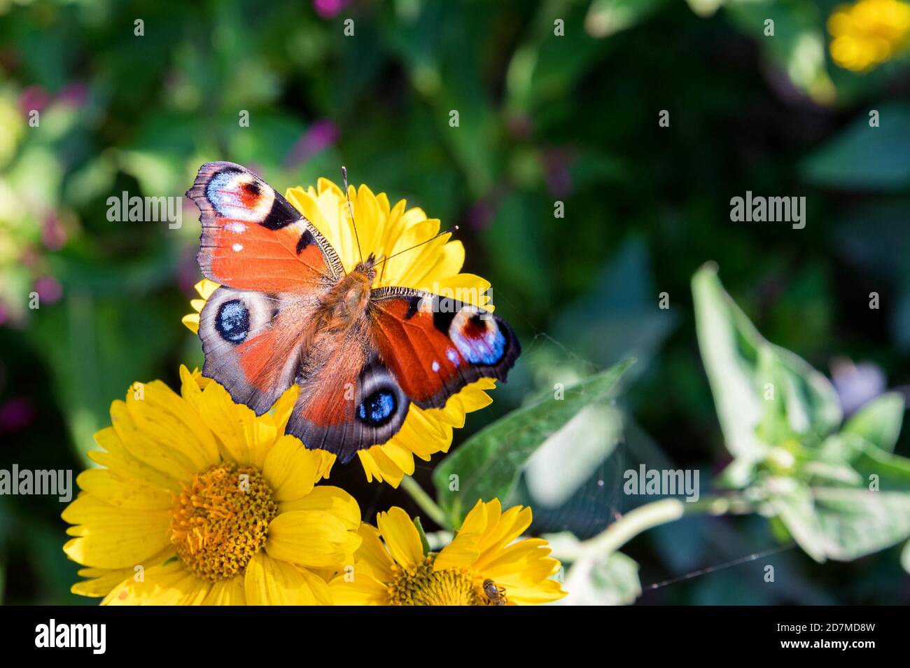 Nahaufnahme des farbenfrohen Europäischen Pfauenschmetterlings oder Aglais io Stockfoto