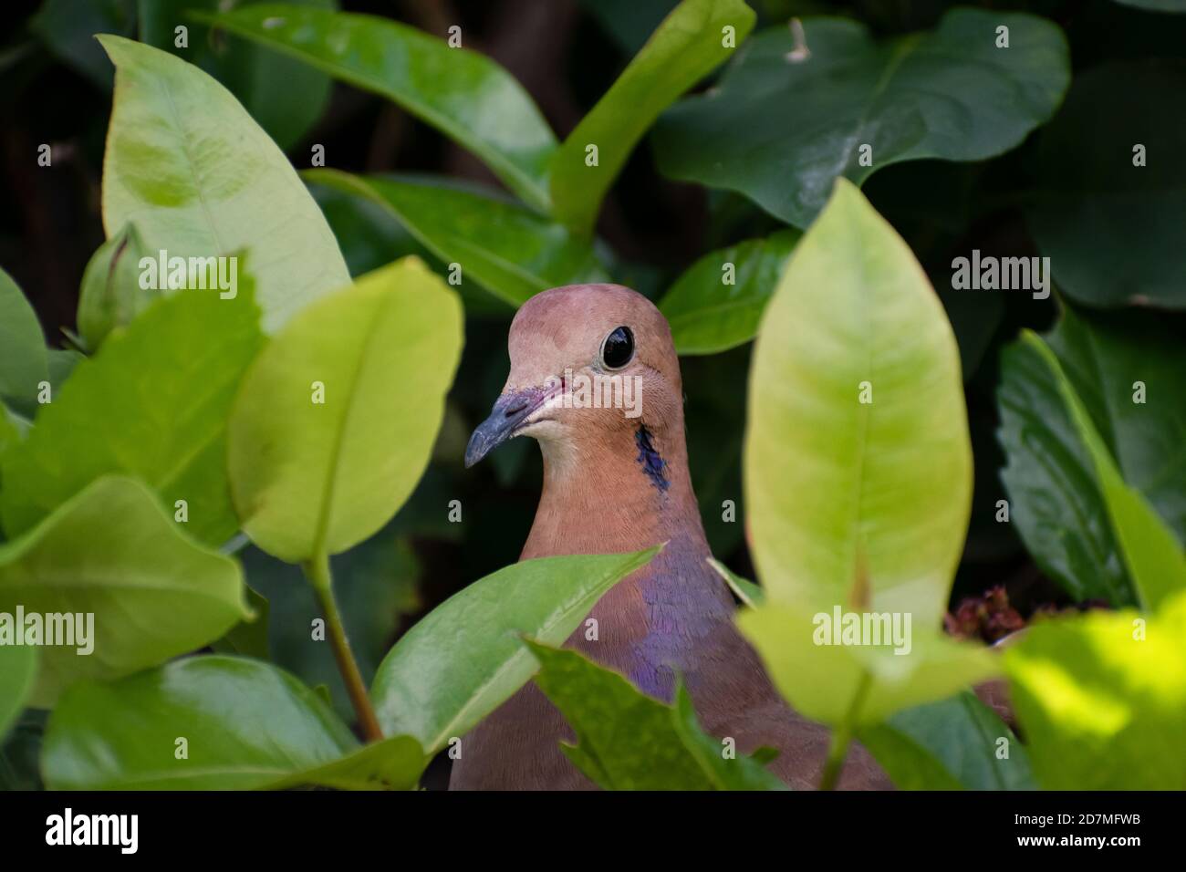 Seitenansicht einer braunen zenaida-Taube mit Kopf und Oberkörper zwischen verschwommenen grünen Blättern, Pflanzen und Naturhintergrund. Stockfoto