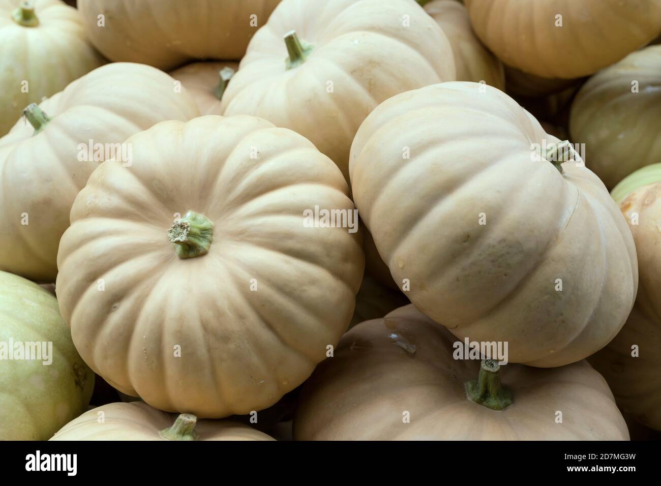 Haufen von Long Island Käsepumbissen auf dem Markt, aufgenommen in der Nähe von Stuttgart, Baden Wuttenberg, Deutschland Stockfoto