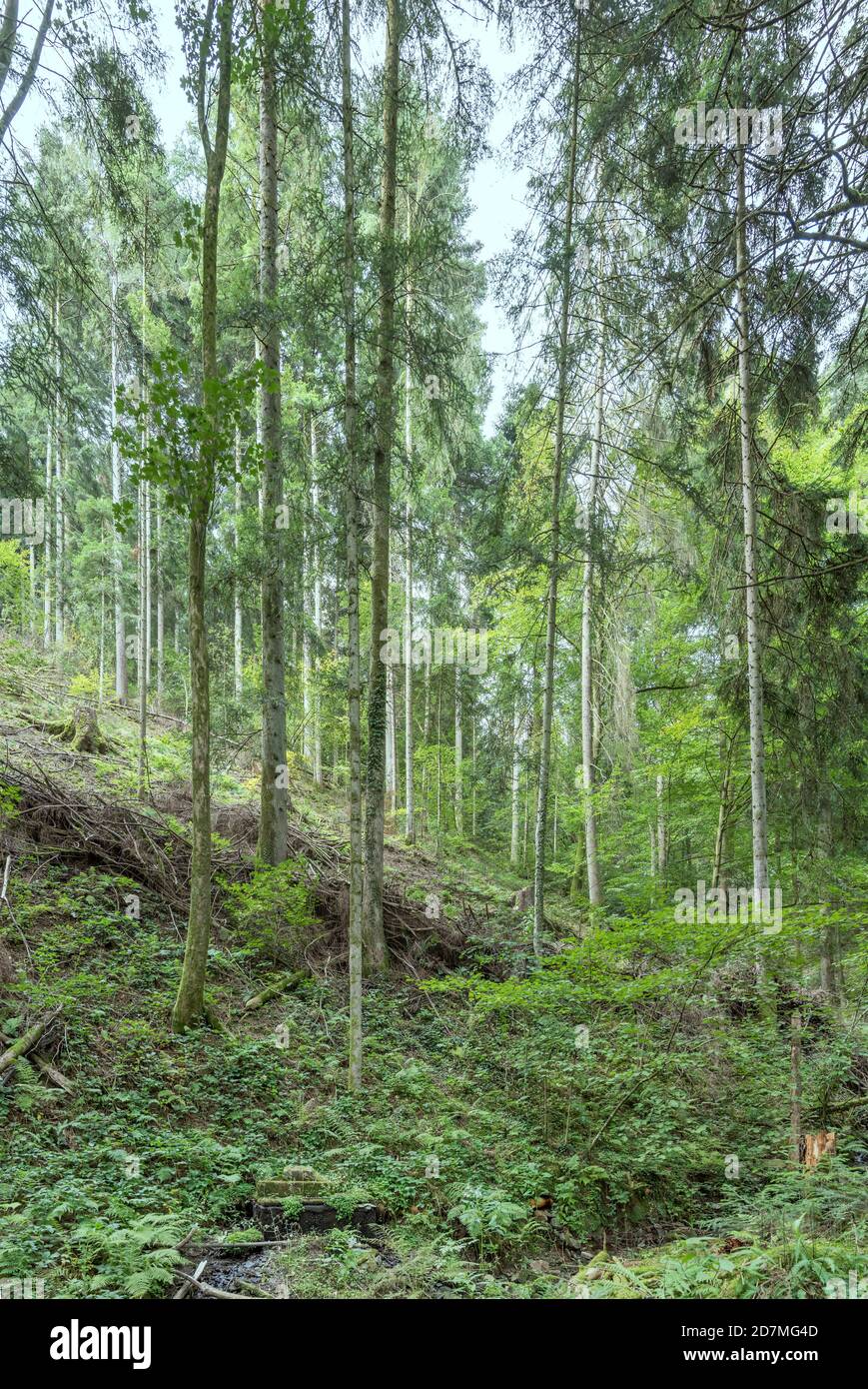 Hohe Bäume am steilen Hang im großen Wald, im Sommerlicht bei Ibach, Schwarzwald, Baden Wuttenberg, Deutschland erschossen Stockfoto