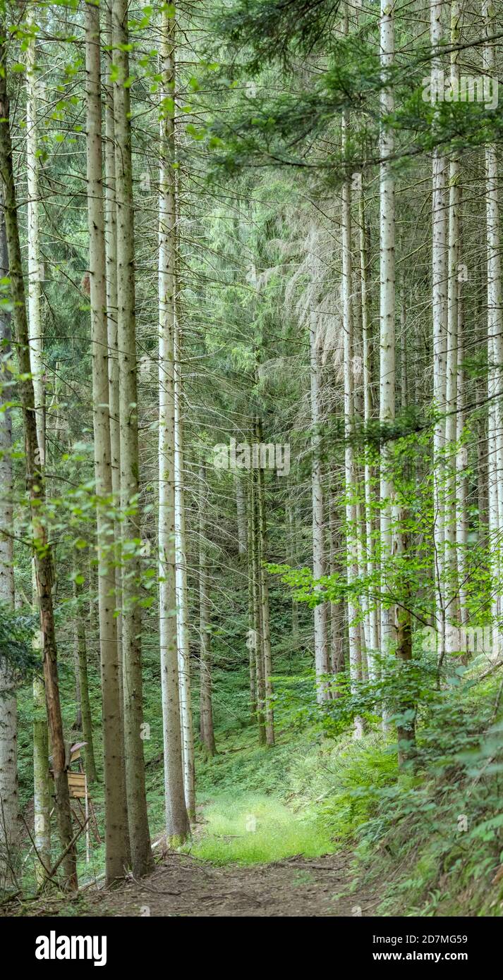 Landschaft mit grünem Pfad zwischen hohen Bäumen im Wald, im Sommerlicht bei Ibach, Schwarzwald, Baden Wuttenberg, Deutschland aufgenommen Stockfoto