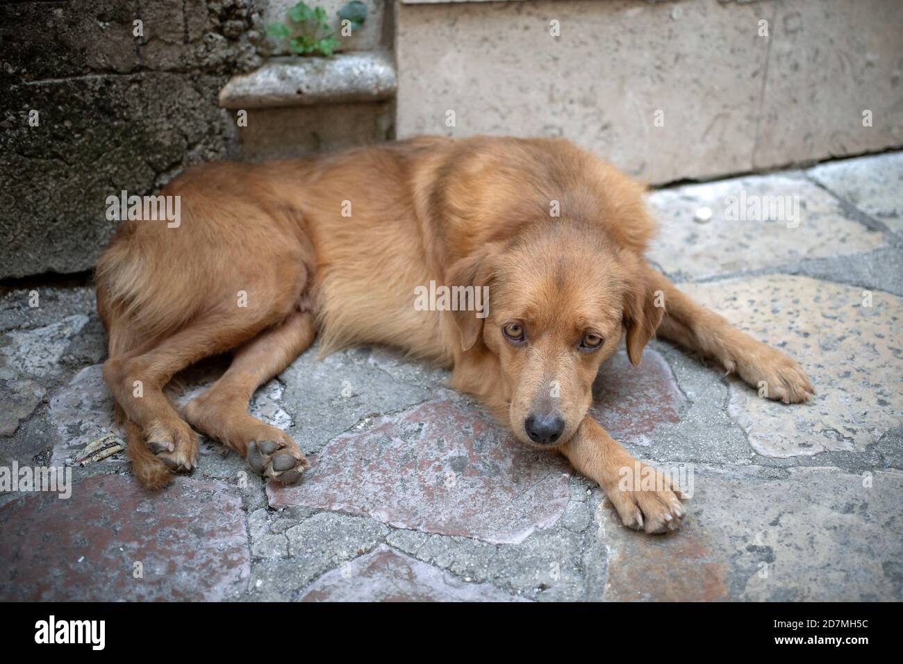 Porträt eines Hundes, der auf dem Kopfsteinpflaster liegt Stockfoto