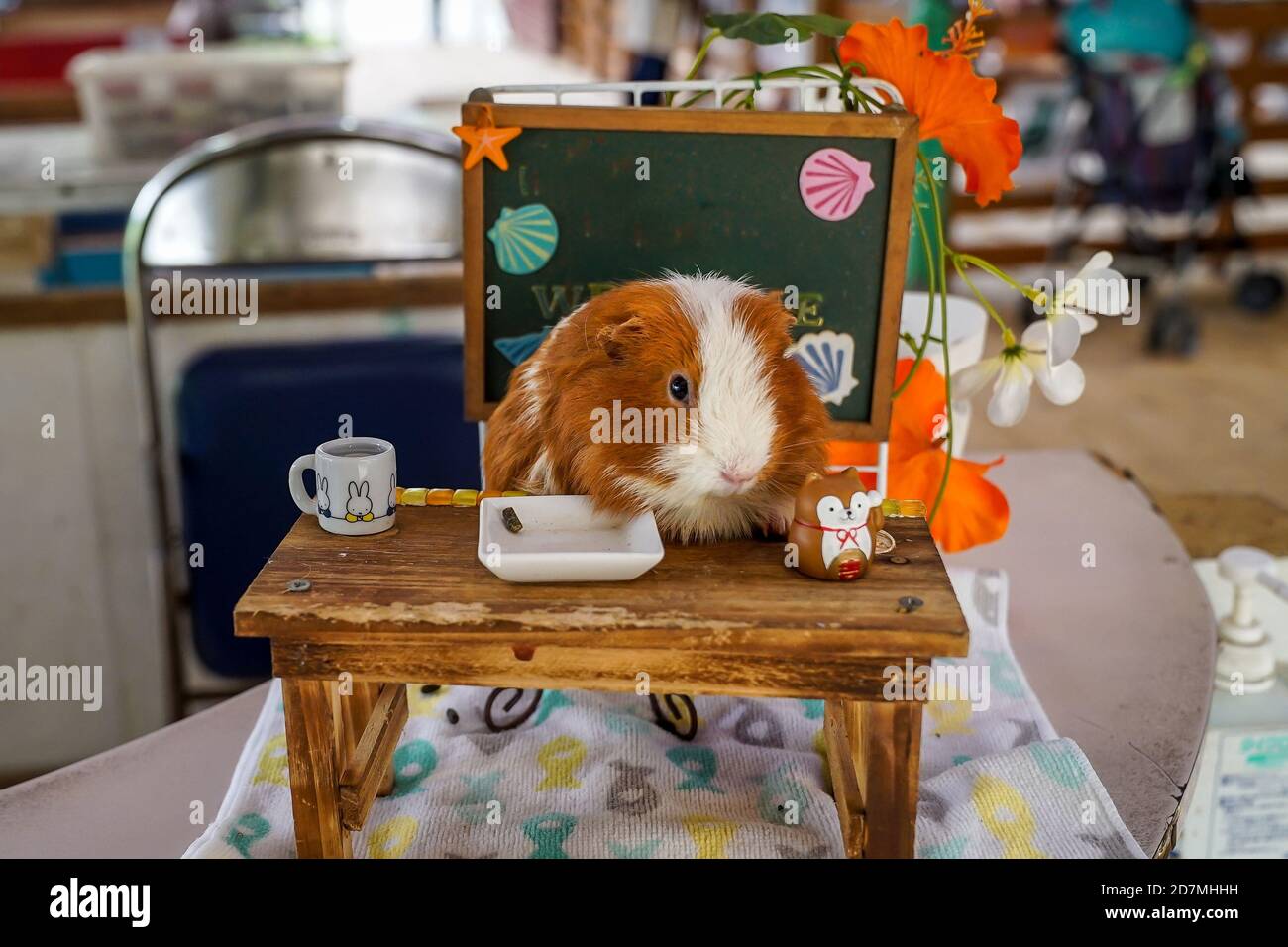 Süßes Meerschweinchen an einem Schreibtisch mit Begrüßungsplatine dahinter Trinken Tee sitzen im Stuhl auf dem Bauernhof in okinawa japan Tourist Luxus Reise kawaii klein Stockfoto
