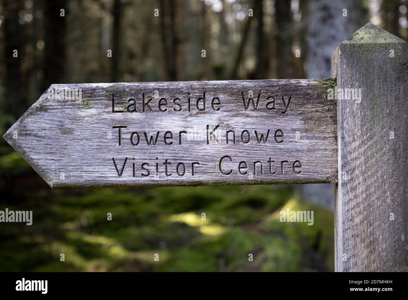 The Lakeside Way in Kielder Forest and Water, Northumberland, England, Großbritannien Stockfoto