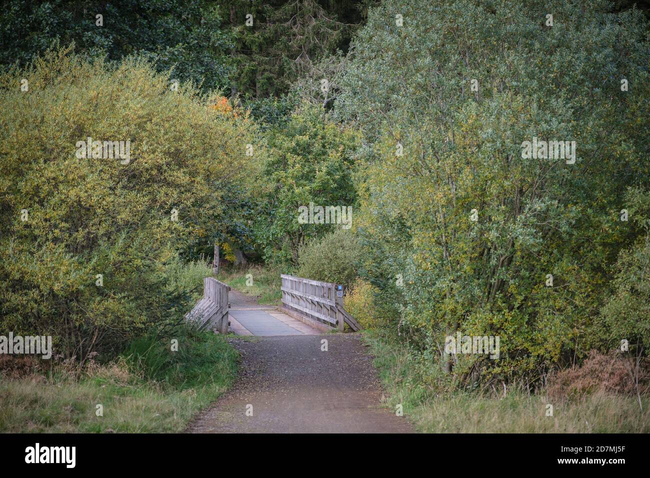 The Lakeside Way in Kielder Forest and Water, Northumberland, England, Großbritannien Stockfoto