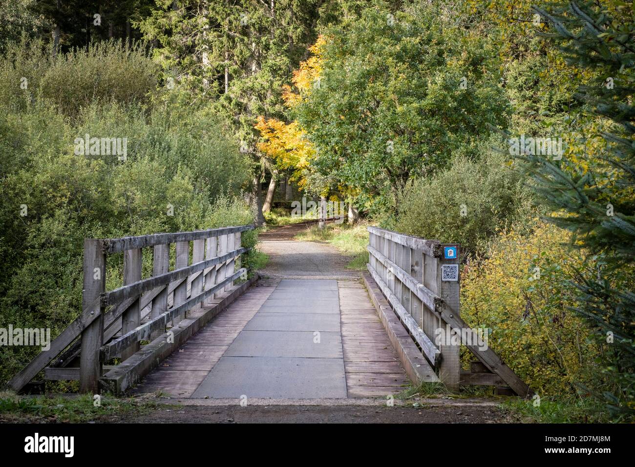 The Lakeside Way in Kielder Forest and Water, Northumberland, England, Großbritannien Stockfoto