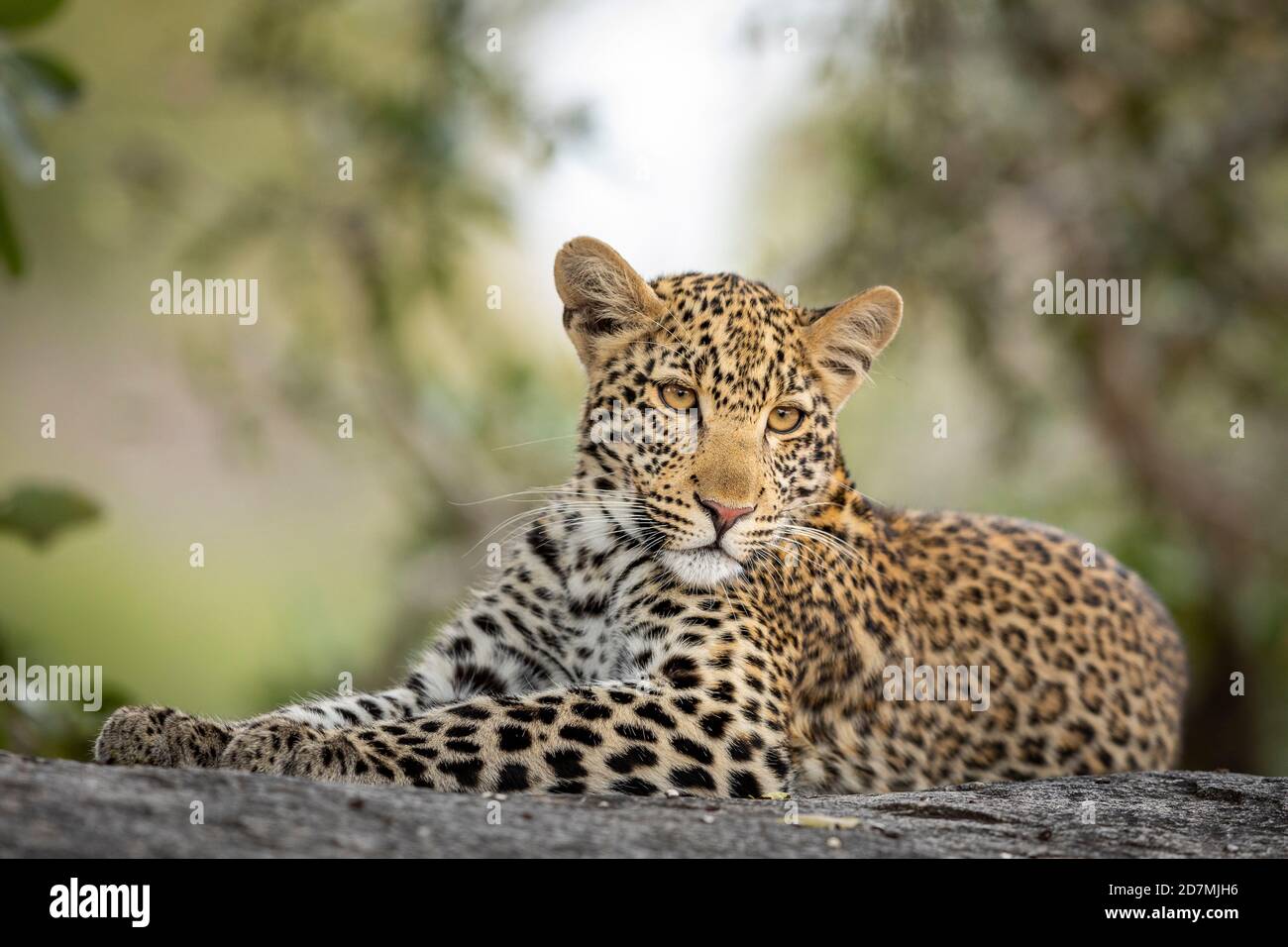 Horizontales Porträt eines Leoparden mit schönen Augen Ein Felsen im Kruger Park in Südafrika Stockfoto