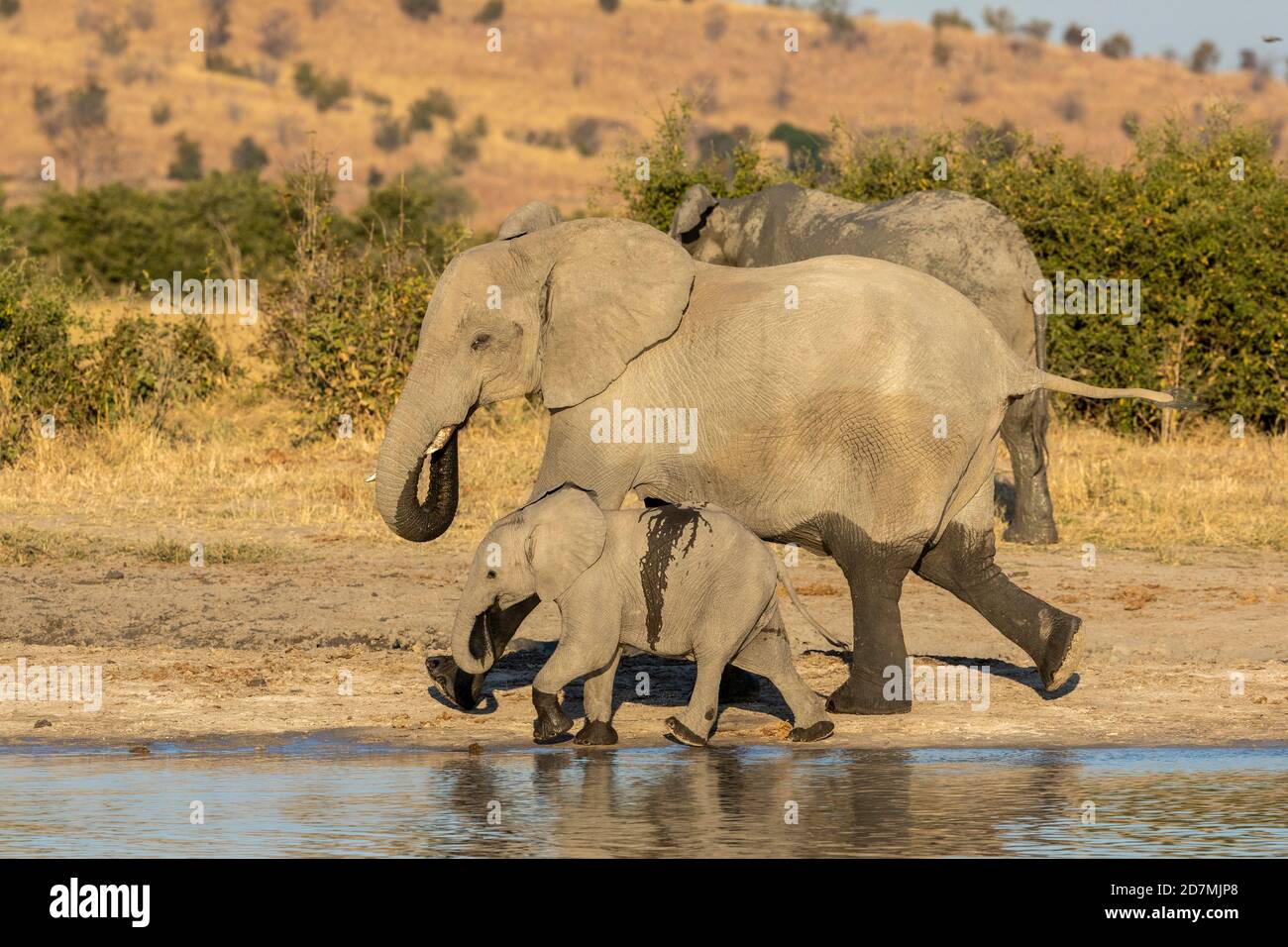 Elefantenweibchen und ihr Kalb gehen zusammen am Rand Des Flusses in der Nachmittagssonne in Savuti in Botswana Stockfoto