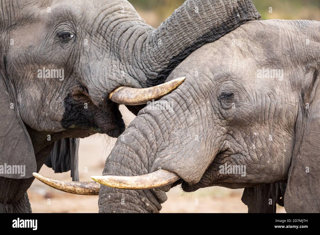 Nahaufnahme von zwei Elefanten, die sich gegenseitig begrüßen und berühren Die Gesichter der anderen mit ihren Stämmen im Kruger Park in Südafrika Stockfoto