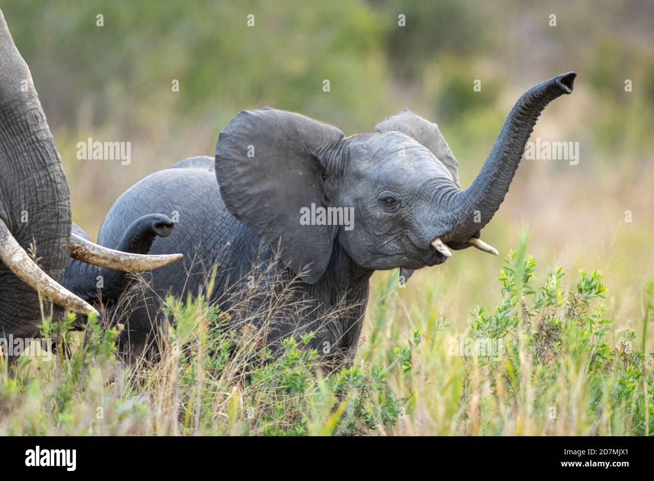 Elefantenbaby mit erhobenem Rüssel und kleinen Stoßzähnen Hohes grünes Gras im Kruger Park in Südafrika Stockfoto