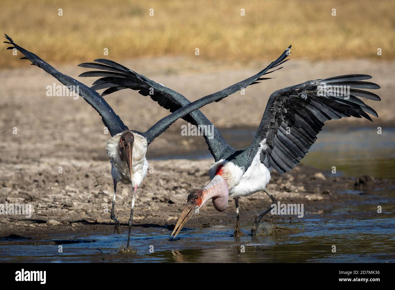Zwei marabu-Störche mit ihren Flügeln öffneten sich und liefen durch schlammigen Boden Und braunes Wasser in mornigner Sonne im Moremi National Park Im Okavango Delta in Botsw Stockfoto