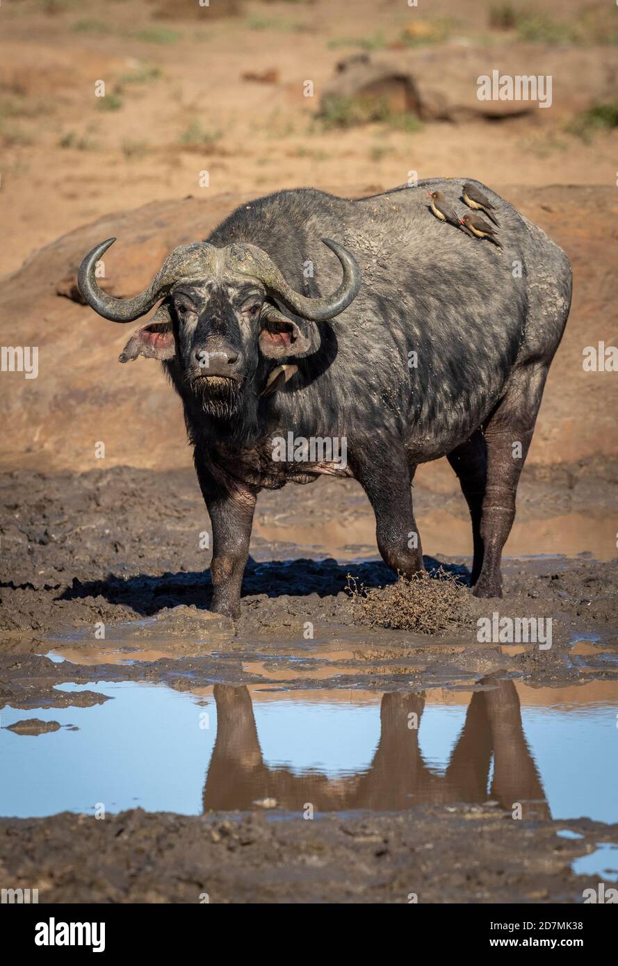 Vertikales Porträt eines erwachsenen afrikanischen Büffels mit Ochsenpeckern Auf dem Rücken stehend im Schlamm im Kruger Park in Südafrika Stockfoto