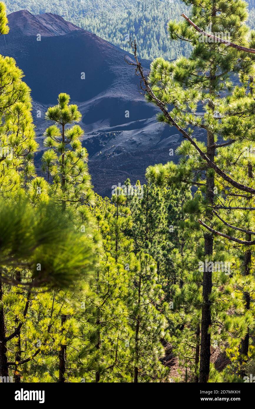 Pinus canariensis, Kanarische Pinien im Forestal Corona, Wälder in der Nähe von Chinyero im Nationalpark Las Canadas del Teide, Teneriffa, Kanarische I Stockfoto