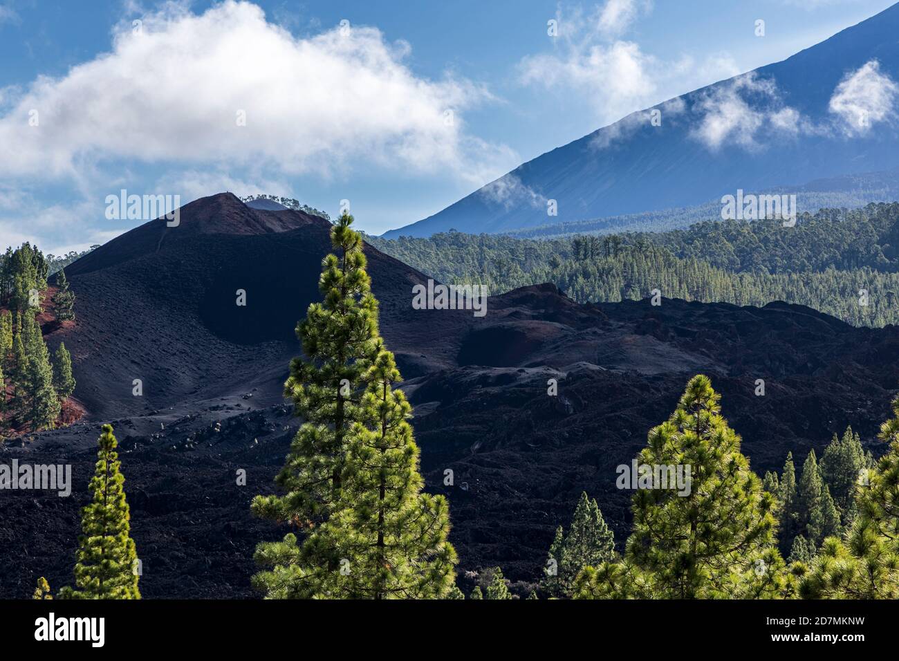 Pinus canariensis, Kanarische Pinien im Forestal Corona, Wälder in der Nähe von Chinyero im Nationalpark Las Canadas del Teide, Teneriffa, Kanarische I Stockfoto