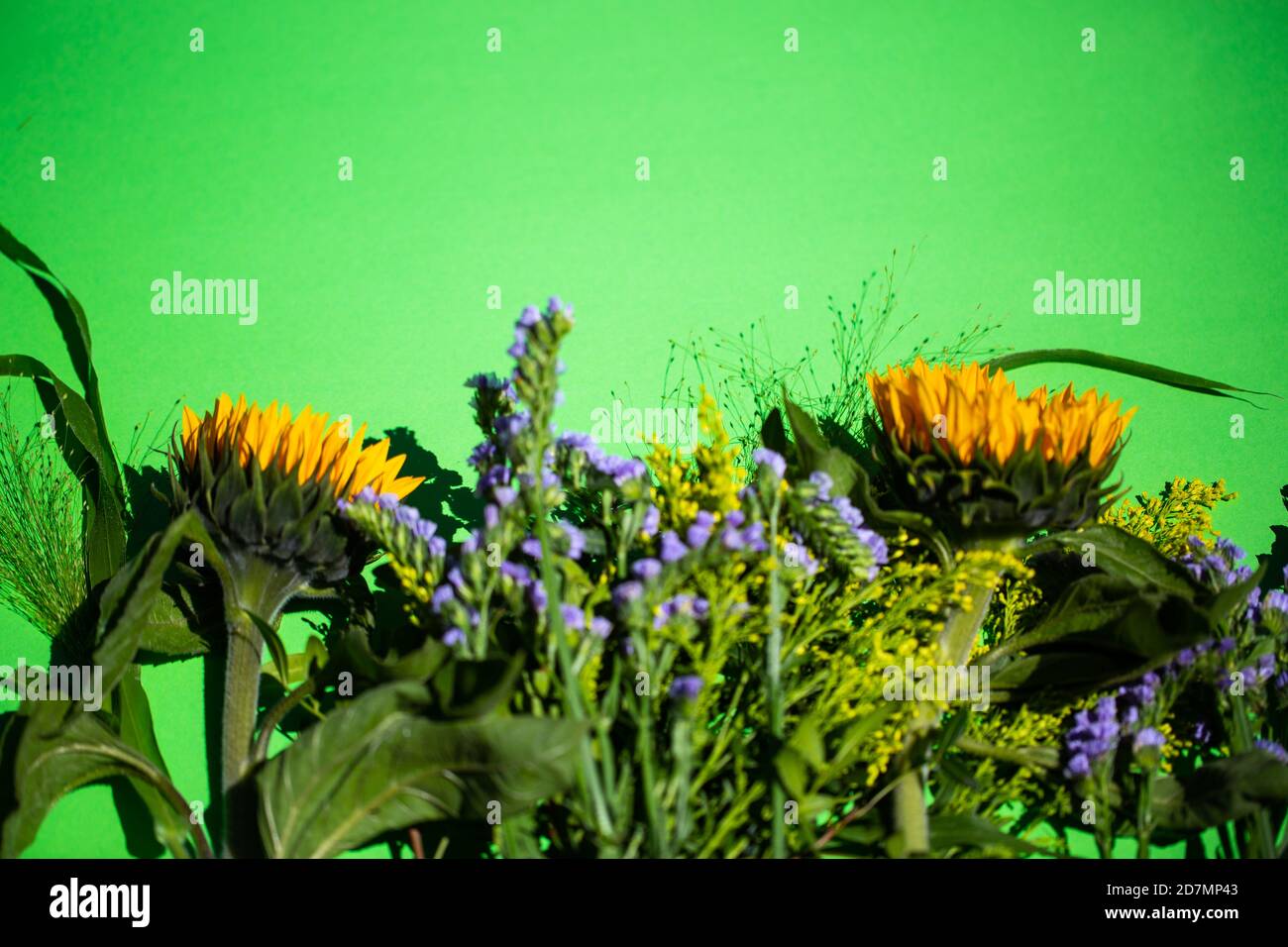 Sonnenblumen auf grünem Hintergrund, Platz kopieren Stockfoto