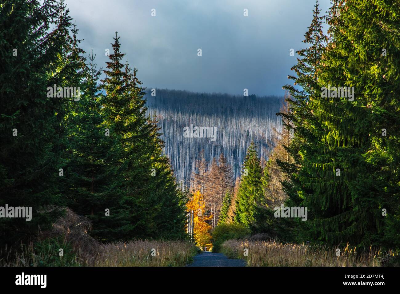 Deutschland, Sachsen-Anhalt, Nationalpark Harz. Waldsterben rund um den Brocken findet man tote Bäume. Die Fichten sind vom Borkenkäfer dahingerafft. Stockfoto