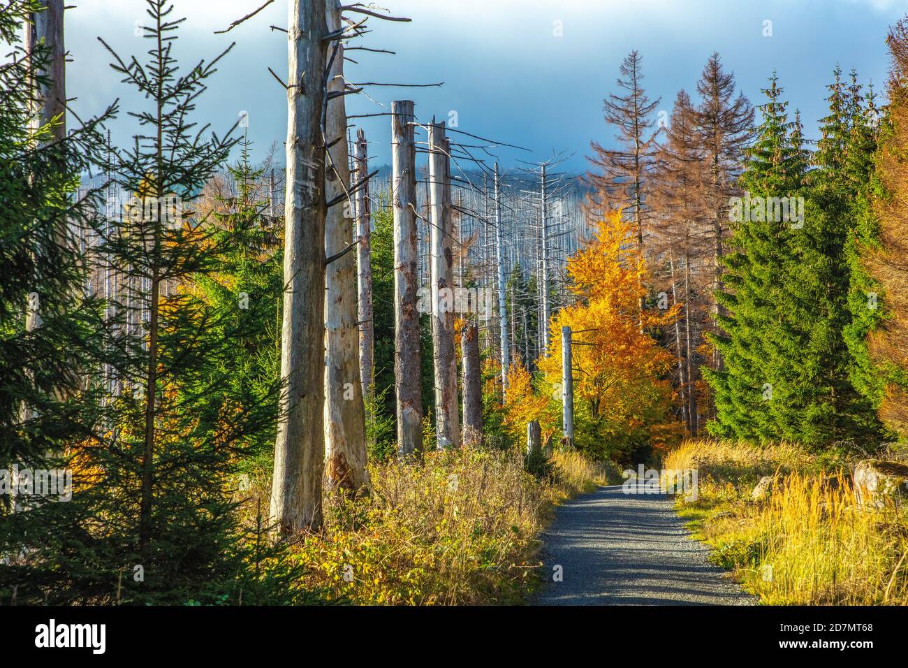 Deutschland, Sachsen-Anhalt, Nationalpark Harz. Waldsterben rund um den Brocken findet man tote Bäume. Die Fichten sind vom Borkenkäfer dahingerafft. Stockfoto