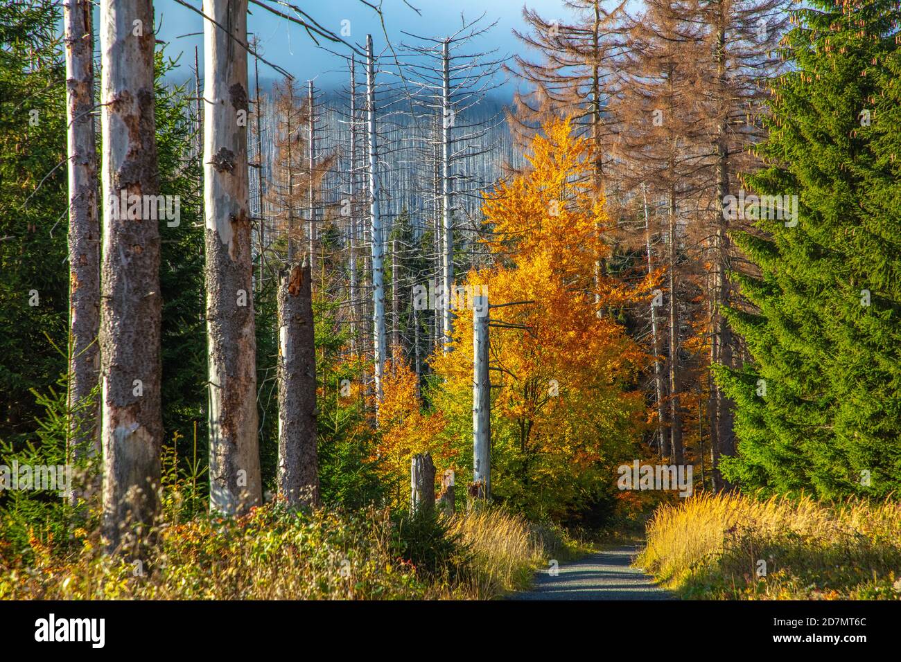 Deutschland, Sachsen-Anhalt, Nationalpark Harz. Waldsterben rund um den Brocken findet man tote Bäume. Die Fichten sind vom Borkenkäfer dahingerafft. Stockfoto