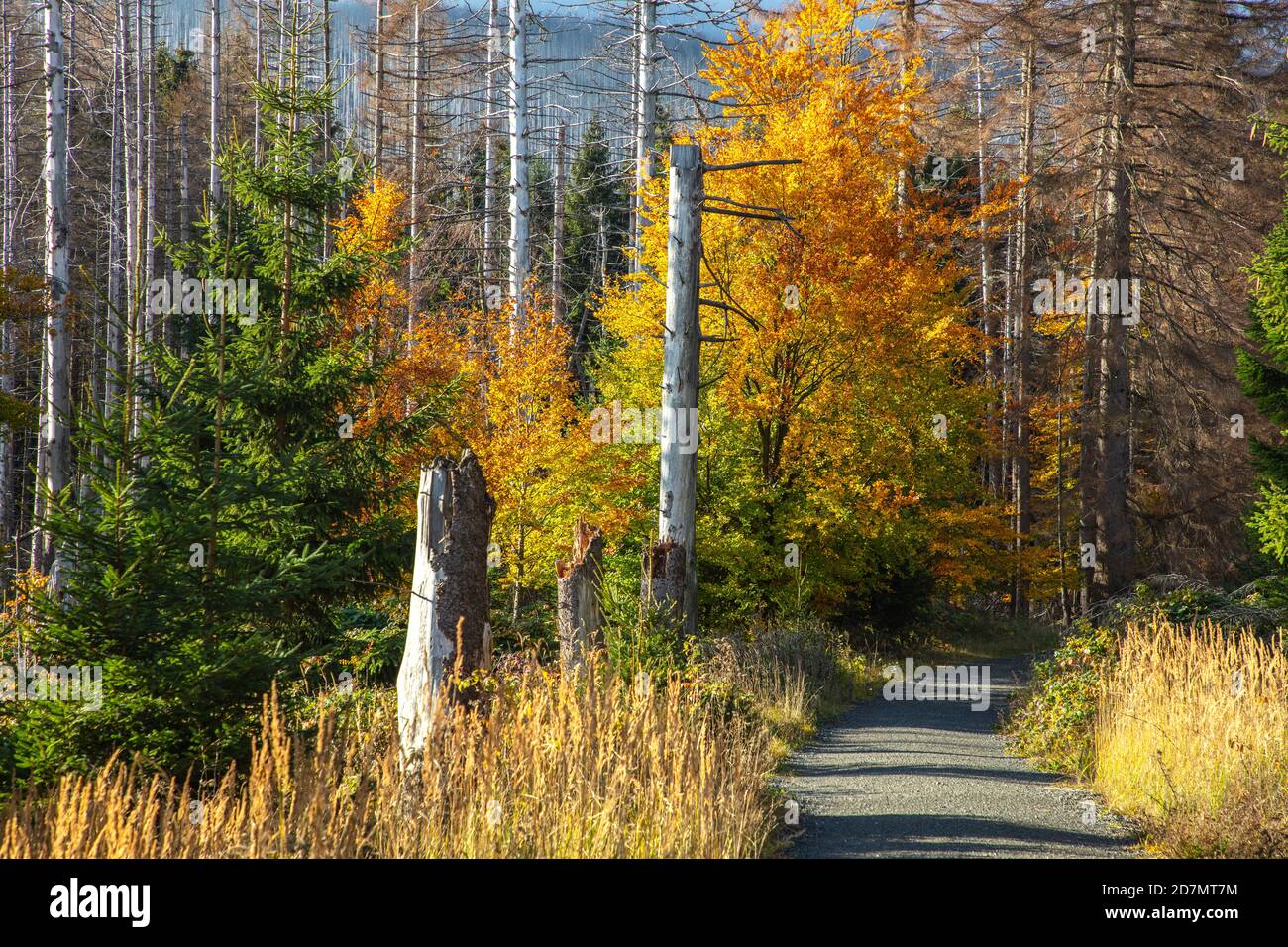 Deutschland, Sachsen-Anhalt, Nationalpark Harz. Waldsterben rund um den Brocken findet man tote Bäume. Die Fichten sind vom Borkenkäfer dahingerafft. Stockfoto