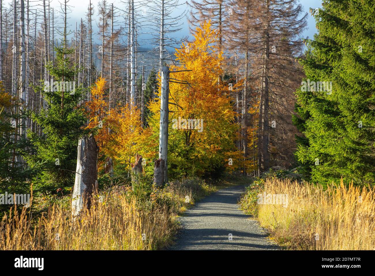 Deutschland, Sachsen-Anhalt, Nationalpark Harz. Waldsterben rund um den Brocken findet man tote Bäume. Die Fichten sind vom Borkenkäfer dahingerafft. Stockfoto