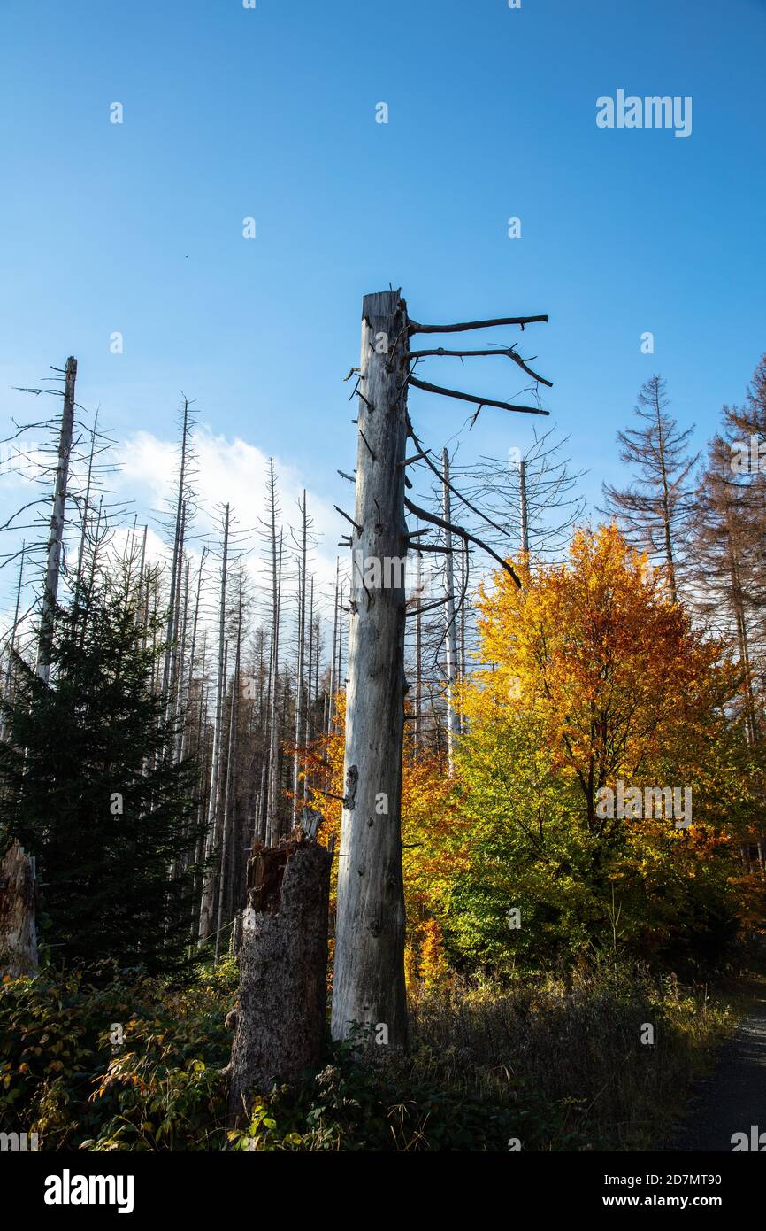 Deutschland, Sachsen-Anhalt, Nationalpark Harz. Waldsterben rund um den Brocken findet man tote Bäume. Die Fichten sind vom Borkenkäfer dahingerafft. Stockfoto