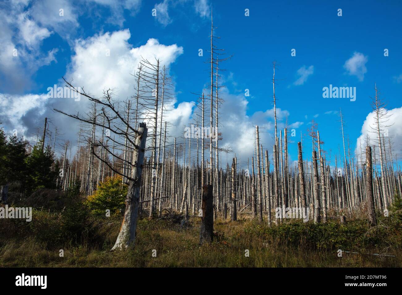 Deutschland, Sachsen-Anhalt, Nationalpark Harz. Waldsterben rund um den Brocken findet man tote Bäume. Die Fichten sind vom Borkenkäfer dahingerafft. Stockfoto