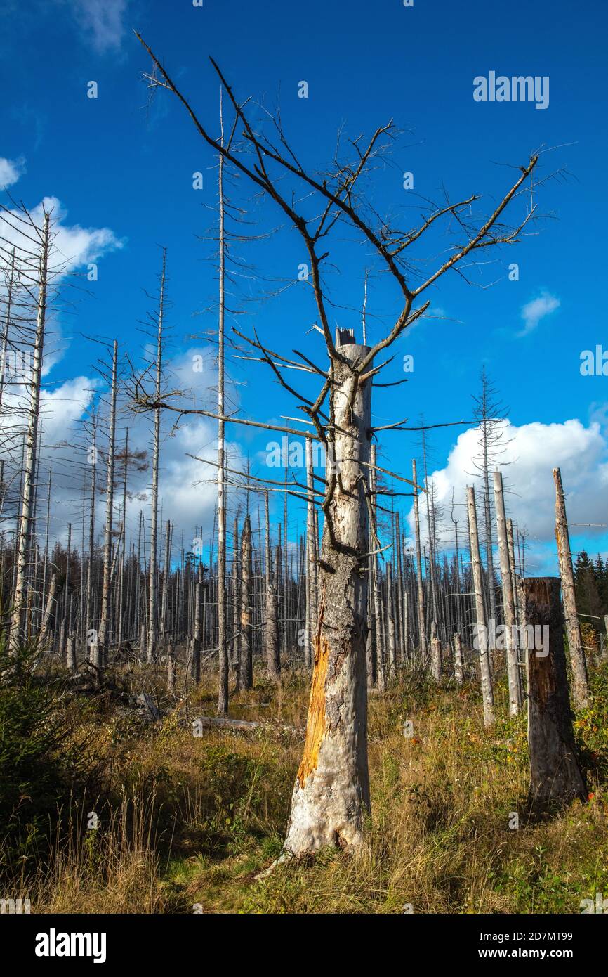 Deutschland, Sachsen-Anhalt, Nationalpark Harz. Waldsterben rund um den Brocken findet man tote Bäume. Die Fichten sind vom Borkenkäfer dahingerafft. Stockfoto