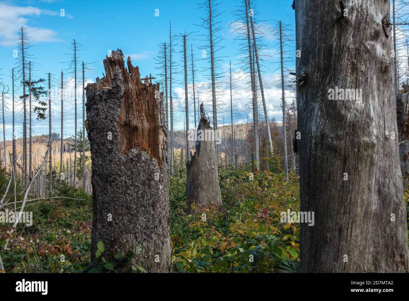 Deutschland, Sachsen-Anhalt, Nationalpark Harz. Waldsterben rund um den Brocken findet man tote Bäume. Die Fichten sind vom Borkenkäfer dahingerafft. Stockfoto