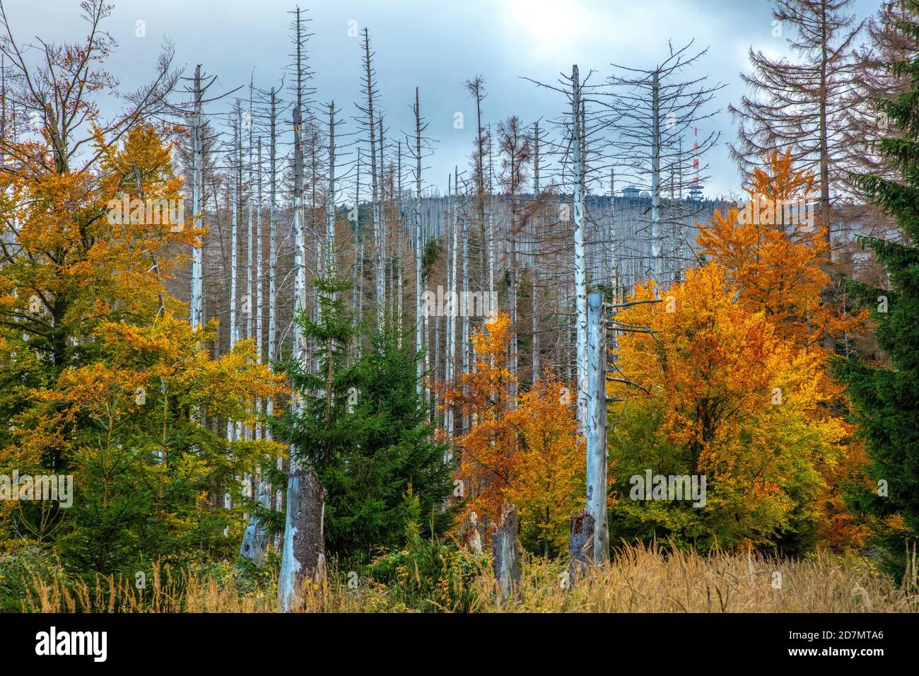Deutschland, Sachsen-Anhalt, Nationalpark Harz. Waldsterben rund um den Brocken findet man tote Bäume. Die Fichten sind vom Borkenkäfer dahingerafft. Stockfoto