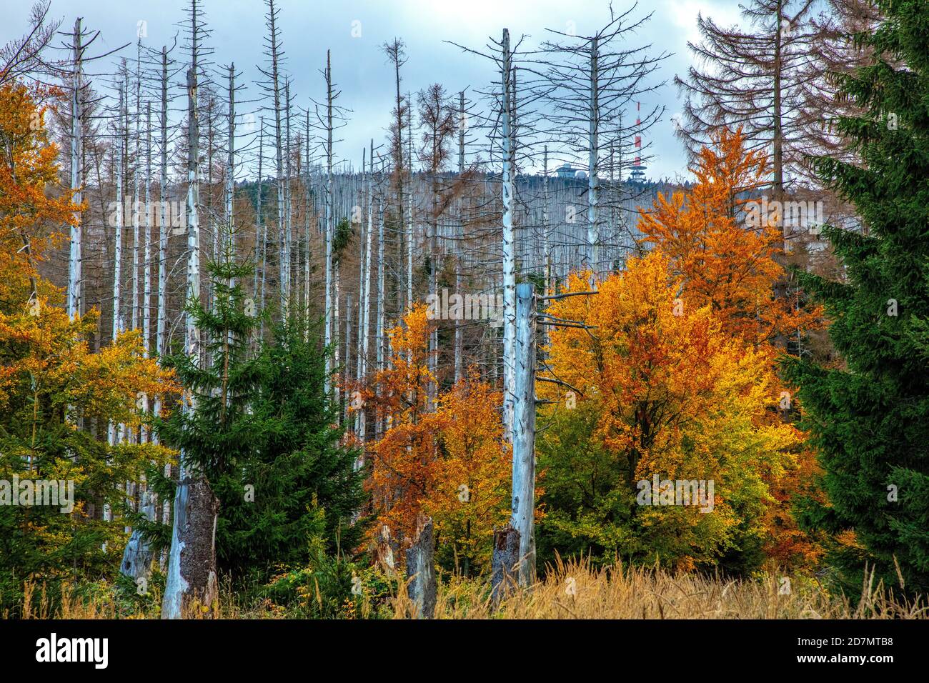 Deutschland, Sachsen-Anhalt, Nationalpark Harz. Waldsterben rund um den Brocken findet man tote Bäume. Die Fichten sind vom Borkenkäfer dahingerafft. Stockfoto