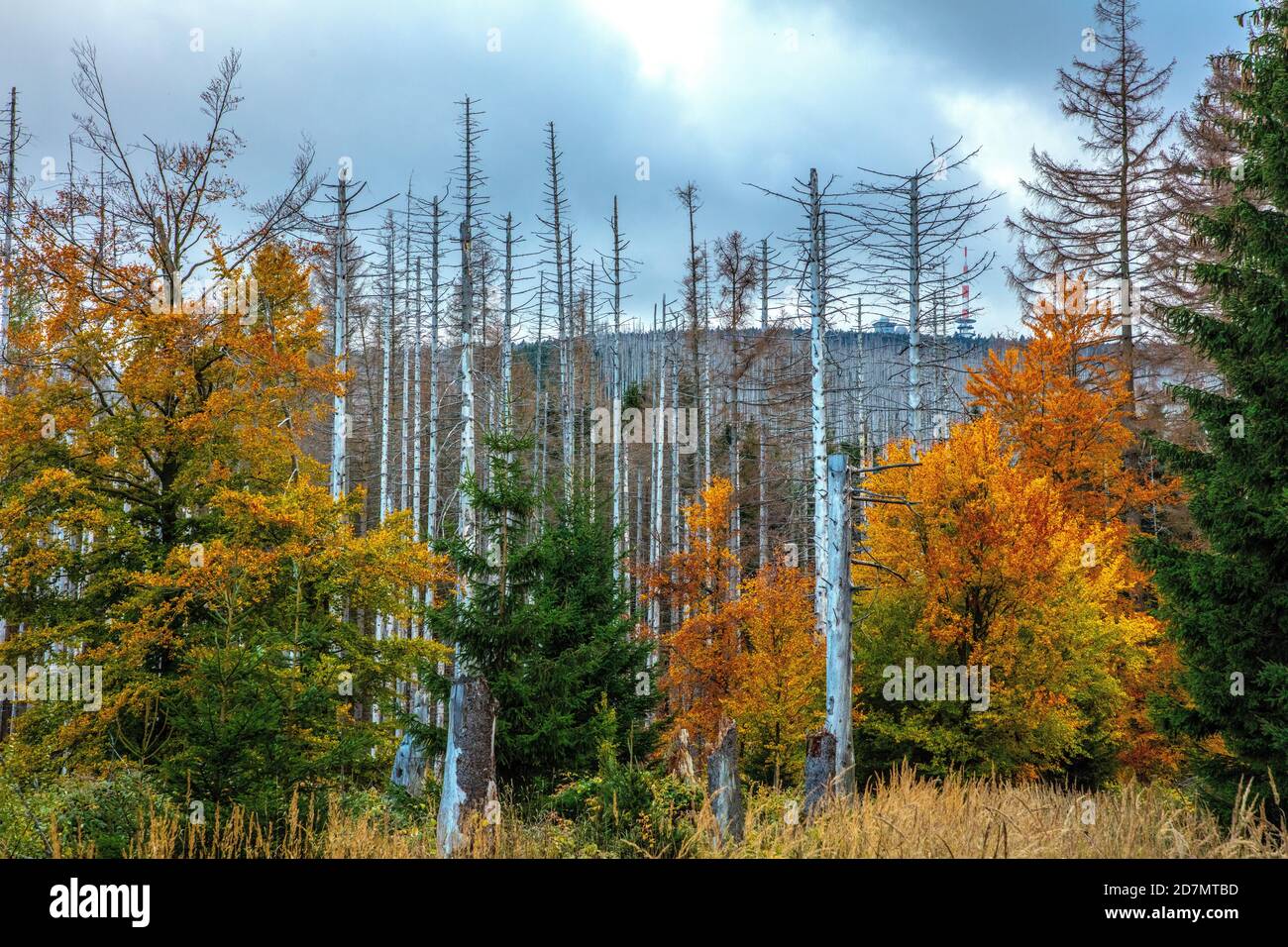 Deutschland, Sachsen-Anhalt, Nationalpark Harz. Waldsterben rund um den Brocken findet man tote Bäume. Die Fichten sind vom Borkenkäfer dahingerafft. Stockfoto